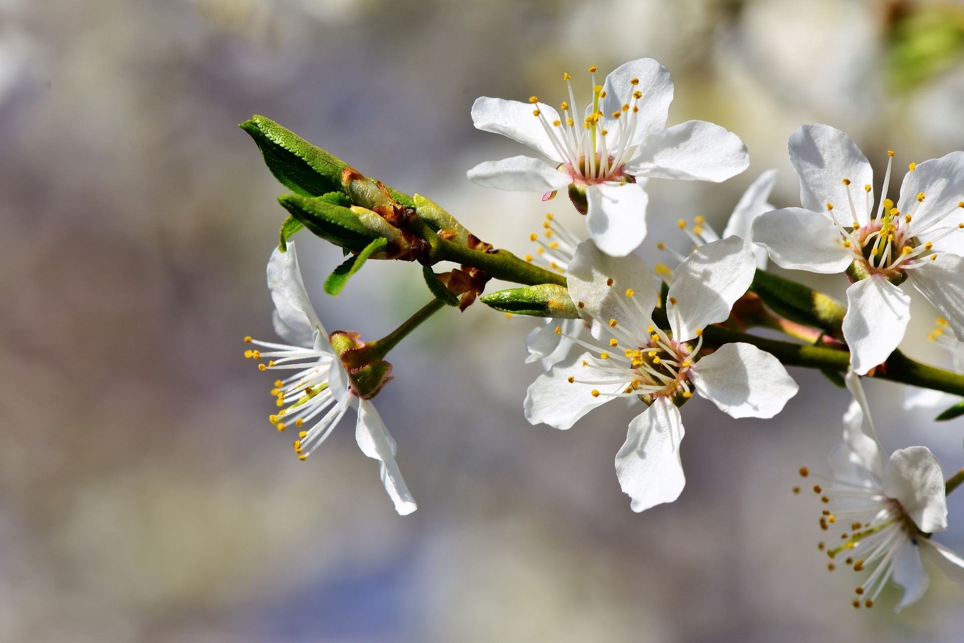 Five Petal Flower