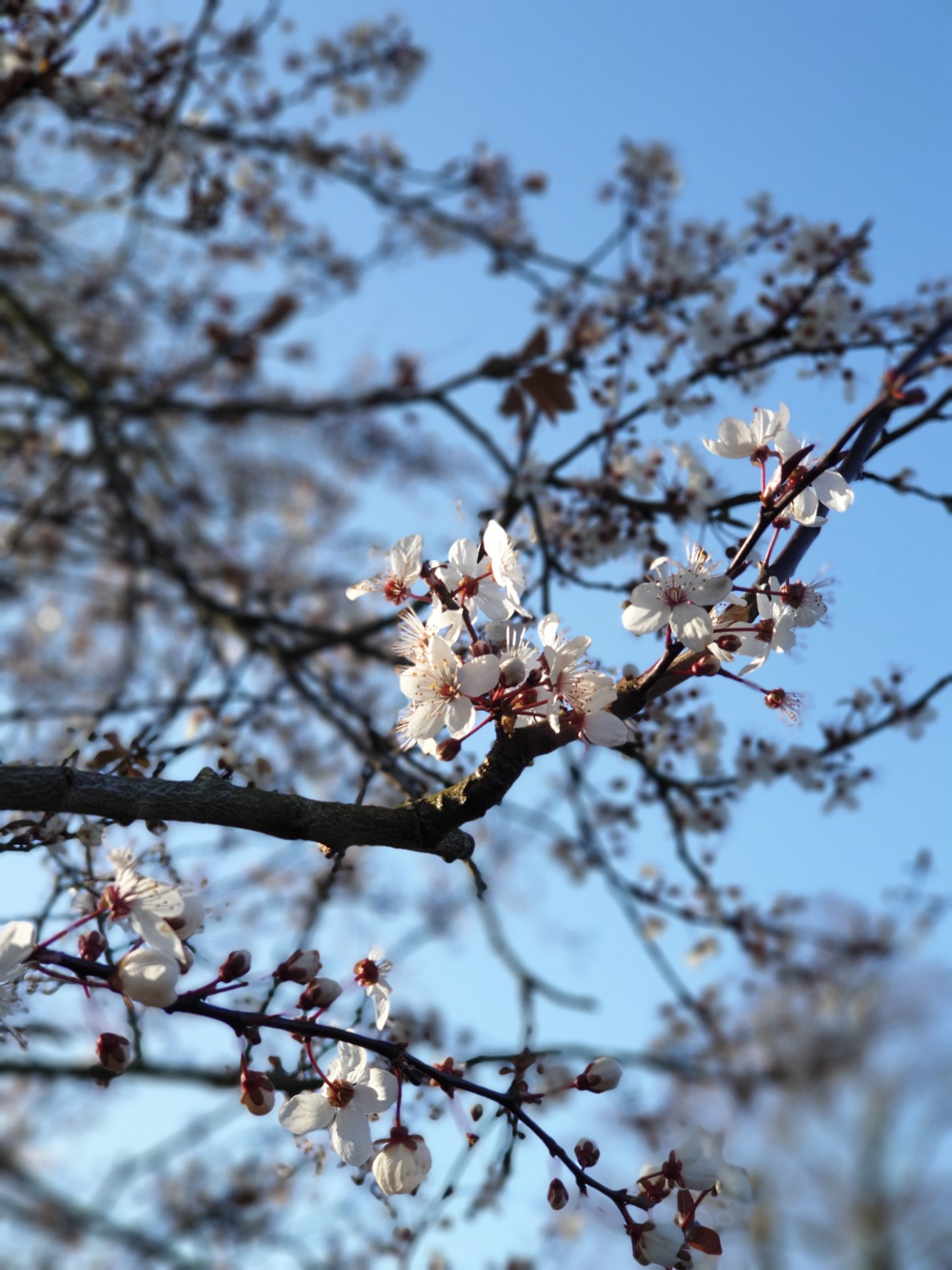 Eternal Spring